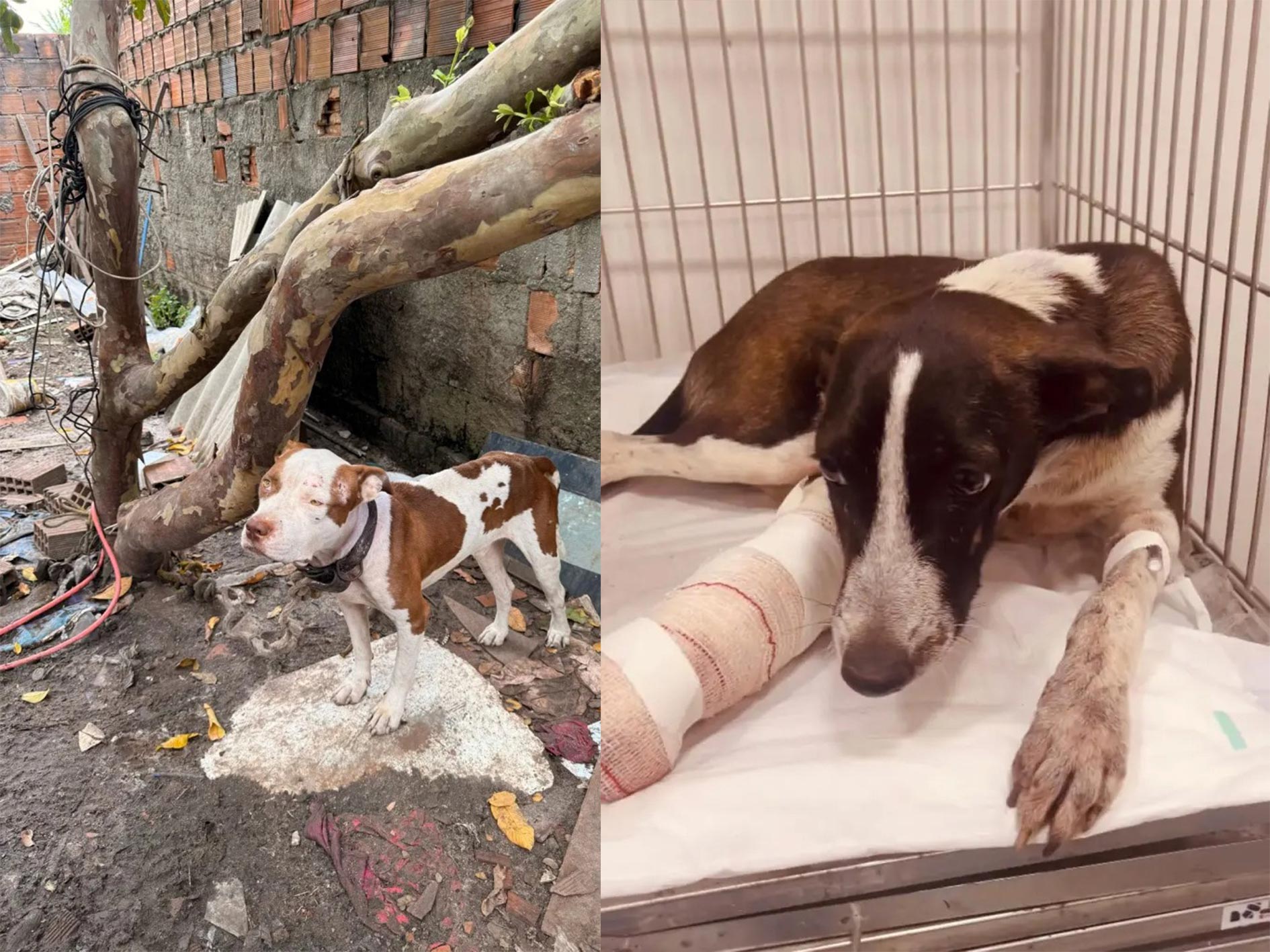 João Pessoa lança canal digital para denúncias de maus-tratos a animais