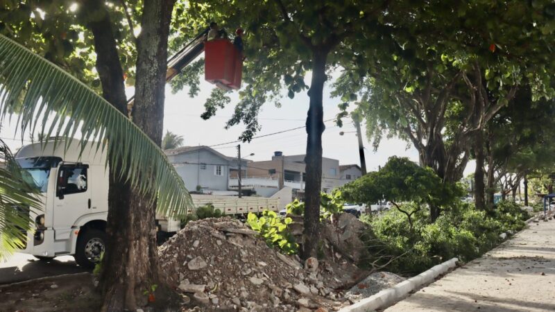 Prefeitura realiza podas pontuais de árvores em bairros da Capital