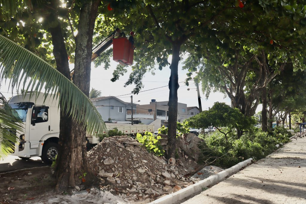 Prefeitura realiza podas pontuais de árvores em bairros da Capital